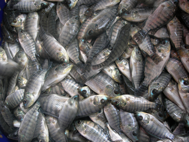 Kalau dijual bibit, ikan emas cuma dihargai Rp 8.000–